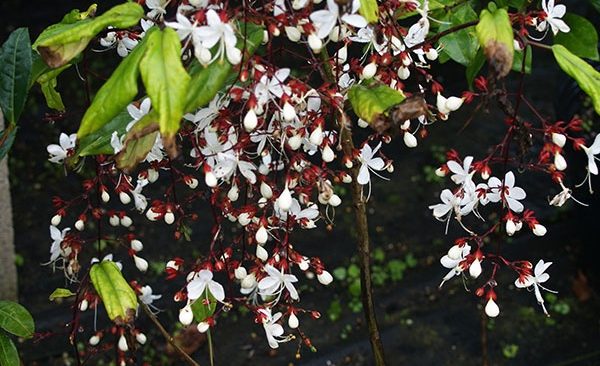 Bật mí cách trồng dạ ngọc minh châu ngày Tết