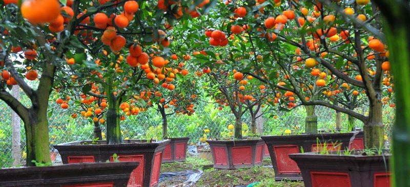 Hướng dẫn cách trồng cam canh bonsai chơi Tết