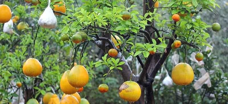 Cách trồng bưởi cảnh bonsai tạo dáng đẹp chơi Tết