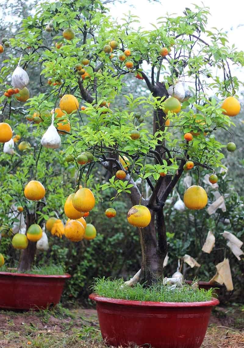 Cách trồng bưởi cảnh bonsai tạo dáng đẹp chơi Tết