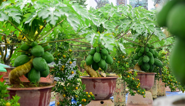 Cách trồng cây đu đủ cảnh ngày tết