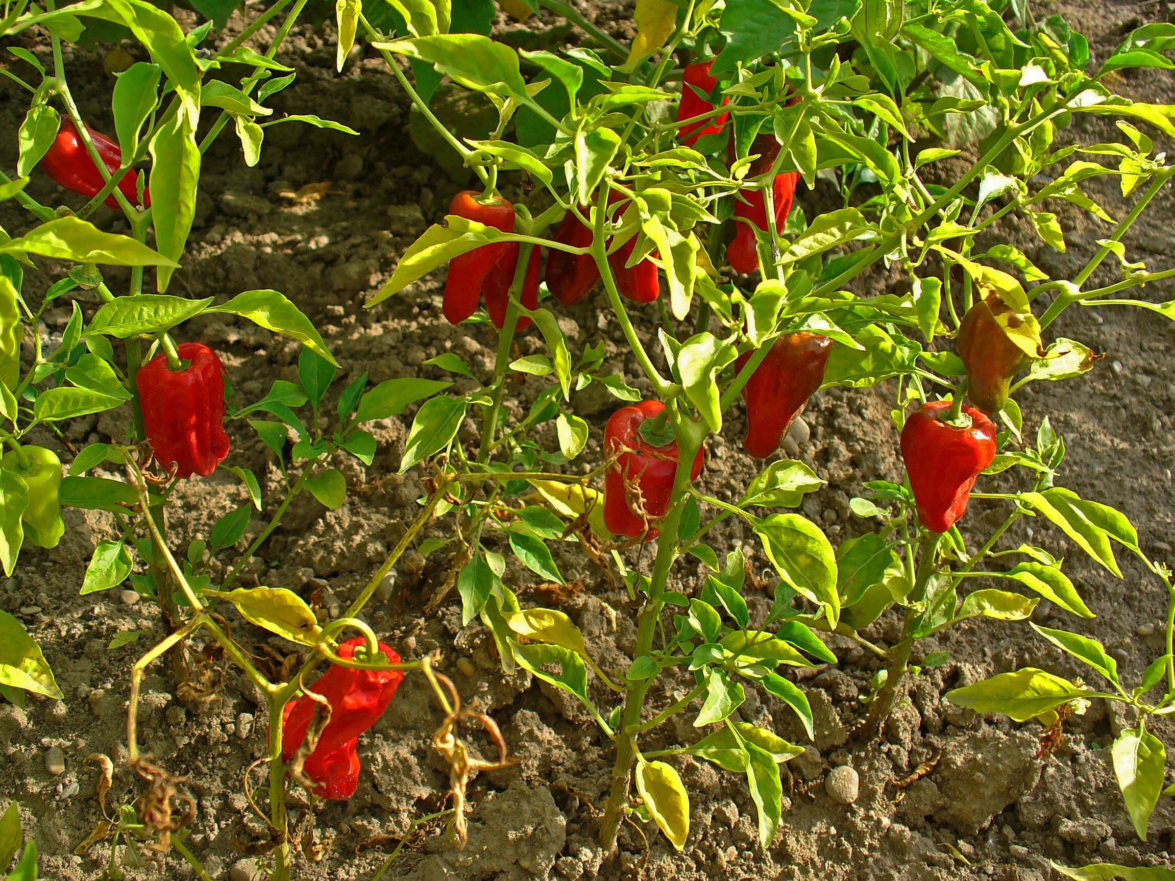 Tự trồng ớt trong chậu ngay tại nhà