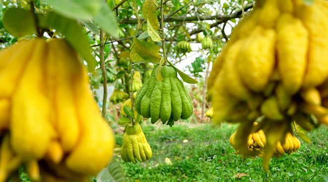 Chăm sóc cây phật thủ cảnh ra hoa đậu quả đúng Tết