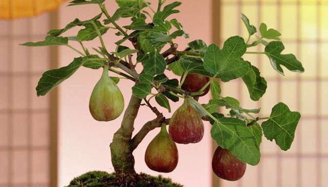 Tự trồng cây sung cảnh ngày Tết