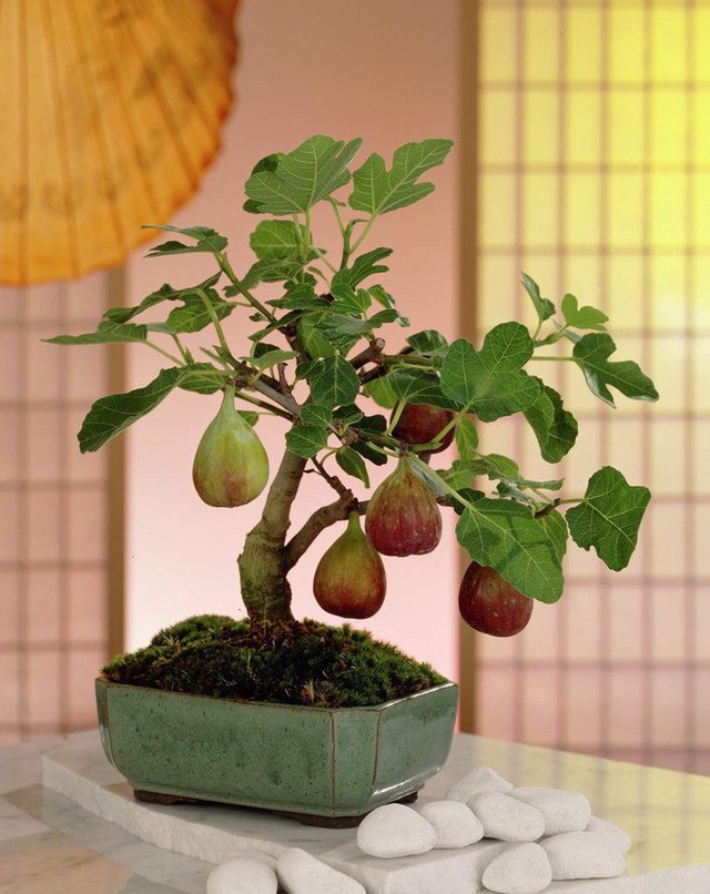 Tự trồng cây sung cảnh ngày Tết