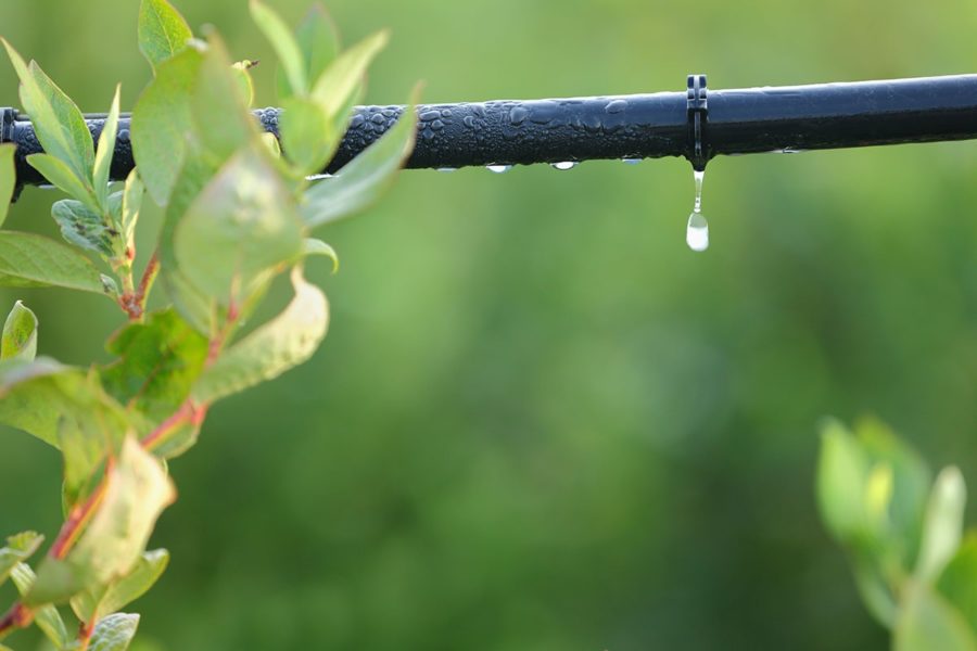 Bí kíp xử lý tắc nghẽn hệ thống tưới nhỏ giọt hiệu quả