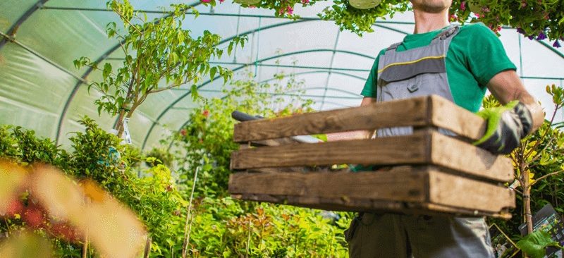 Tại sao lại cần phải trồng cây trong nhà kính