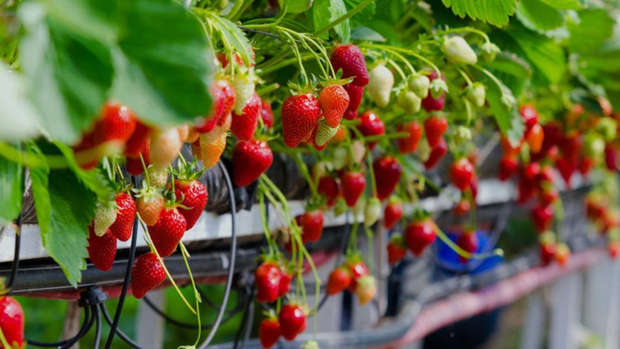 Bí quyết trồng dâu tây bằng hệ thống tưới nhỏ giọt đem lại năng suất cao