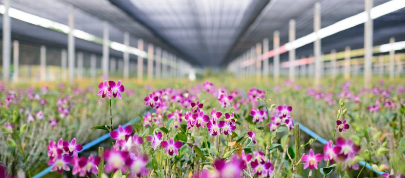 Một số lý do bạn nên chọn hệ thống tưới phun sương cho vườn lan phát triển tốt
