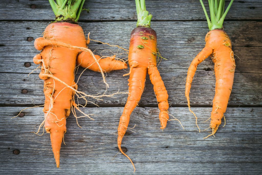Nguyên nhân và cách khắc phục cà rốt biến dạng dị tật dẫn đến vị đắng