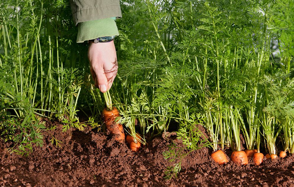 Lý do phổ biến nhất bạn có thể thấy cà rốt bị chẻ đôi và biến dạng là do canh tác không đúng cách.  