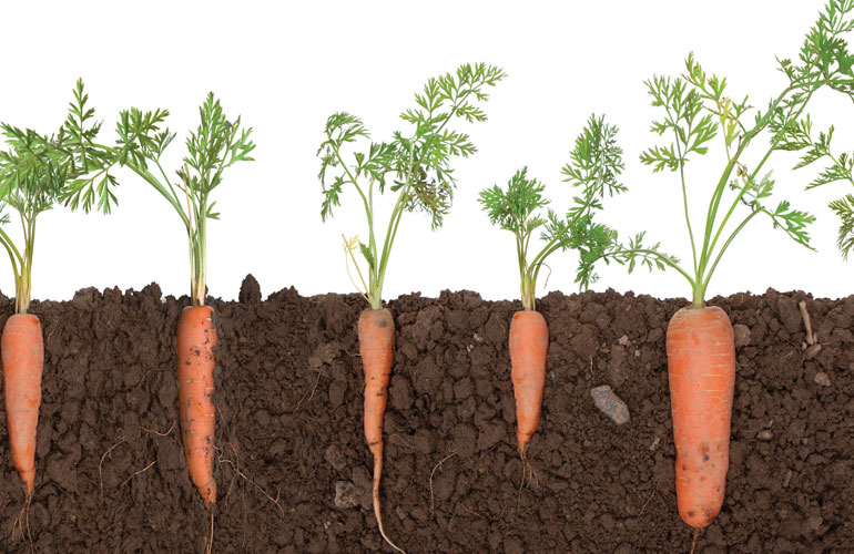 Ngăn chăn bằng cách Xử lý cho đến khi đất tốt và thêm nhiều phân ủ trước khi trồng để thúc đẩy tăng trưởng mạnh mẽ và rau thẳng