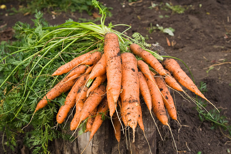 Cà rốt là rau củ bổ dưỡng tốt cho sức khỏe lại có thể chế biến nhiều món ăn ngon
