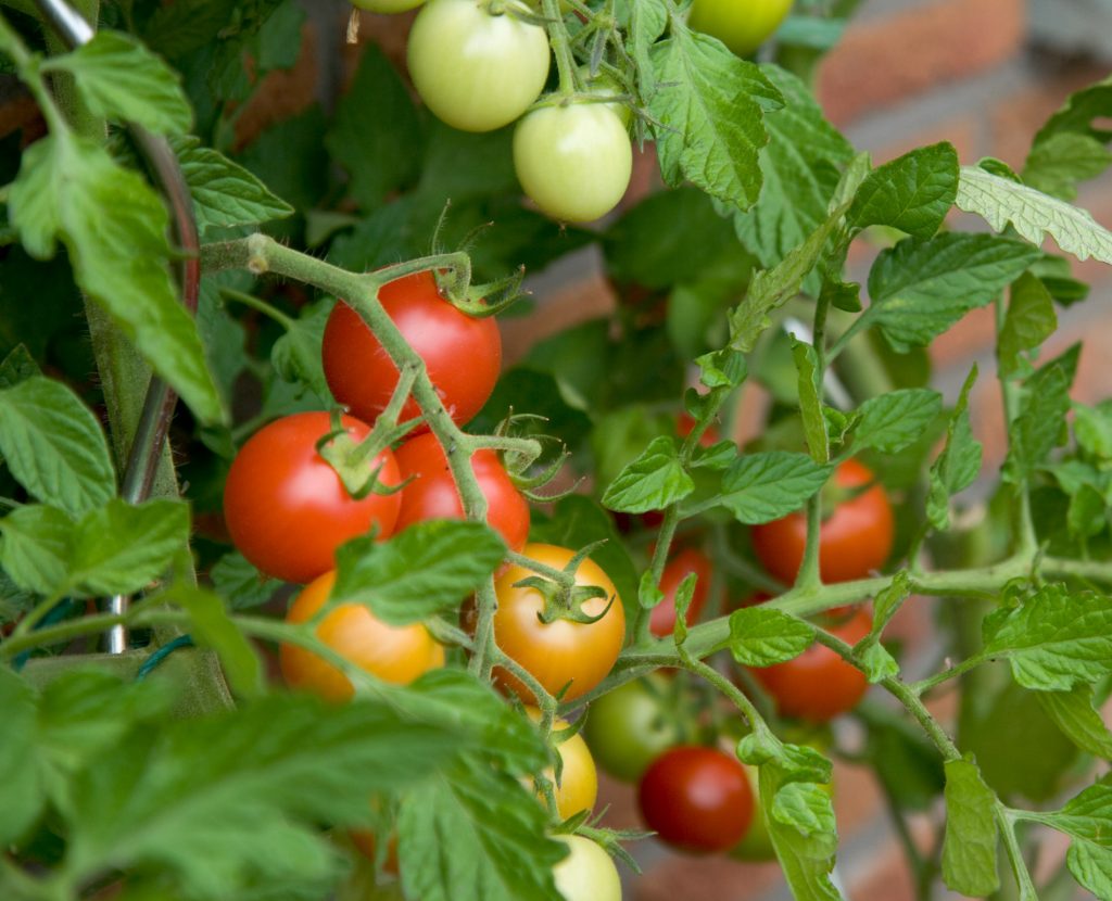 Hướng dẫn cắt tỉa cây cà chua cho quả hấp thụ đủ chất dinh dưỡng