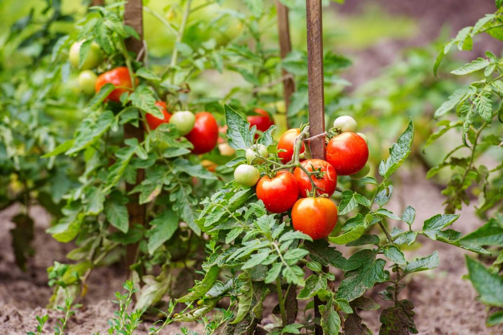 Hướng dân cắt tỉa cây cà chua bật mầm phát triển tốt