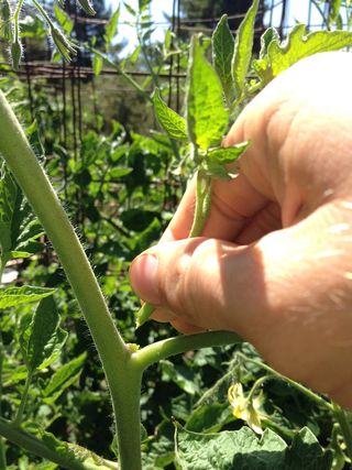 Bí kíp cắt tỉa cây cà chua để chất dinh dưỡng tập trung nuôi quả