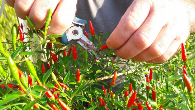 Hướng dẫn cách cắt tỉa cây ớt thúc đẩy cây phát triển