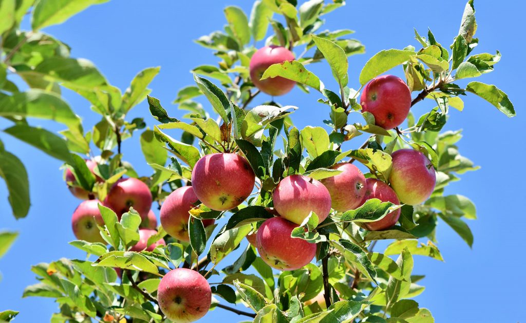 Hướng dẫn cách cắt tỉa cành cây táo