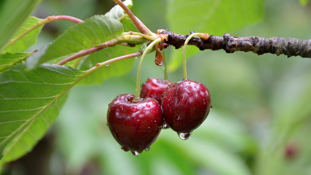 Bí kíp cắt tỉa cành cây cherry cho quả phát triển tốt nhất