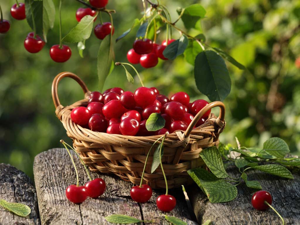 Bí kíp cắt tỉa cành cây cherry cho quả phát triển tốt nhất