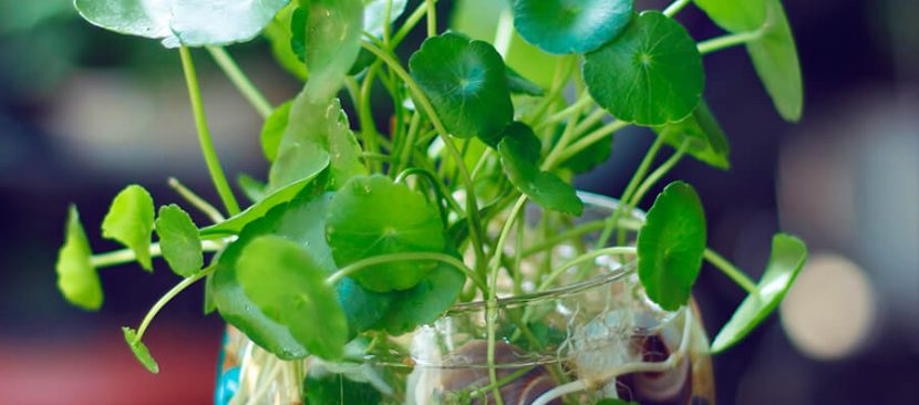 Học cách tự trồng cỏ đồng tiền thủy sinh trang trí bàn làm việc