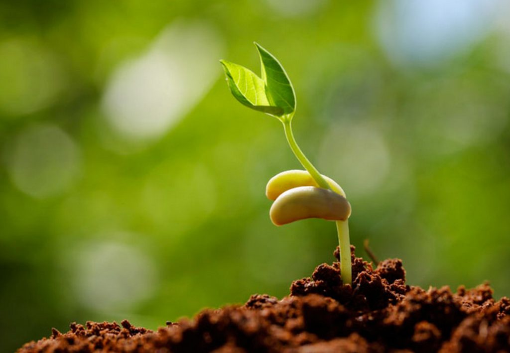 Tại sao hạt giống không nảy mầm và cách khắc phục