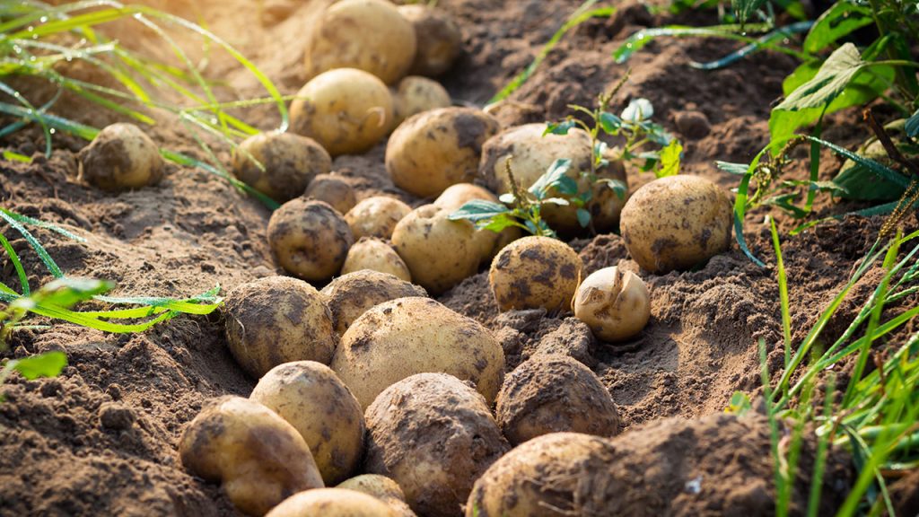 Hướng dẫn cách gieo hạt trồng cây khoai tây đơn giản tại nhà