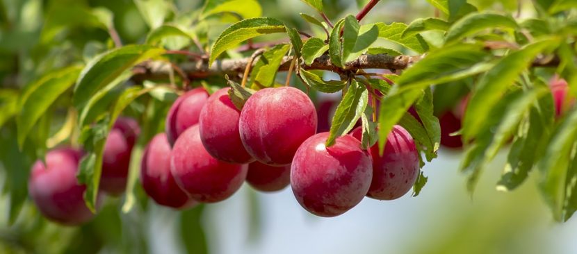 Hướng dẫn chi tiết các bước trồng mận bằng phương pháp gieo hạt