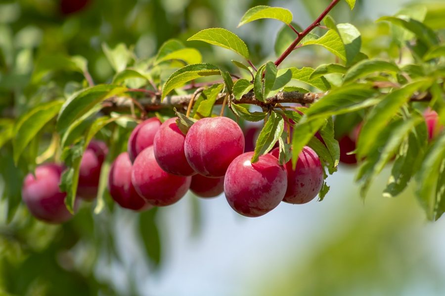 Hướng dẫn chi tiết các bước trồng mận bằng phương pháp gieo hạt