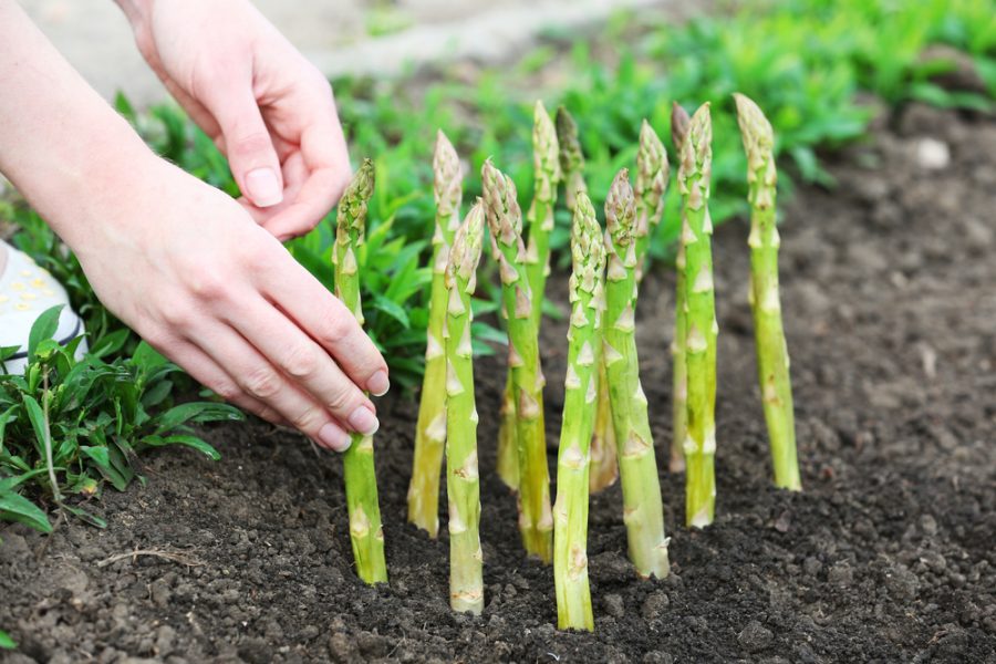 Tuyệt chiêu nhân giống măng tây bằng phương pháp tách mầm