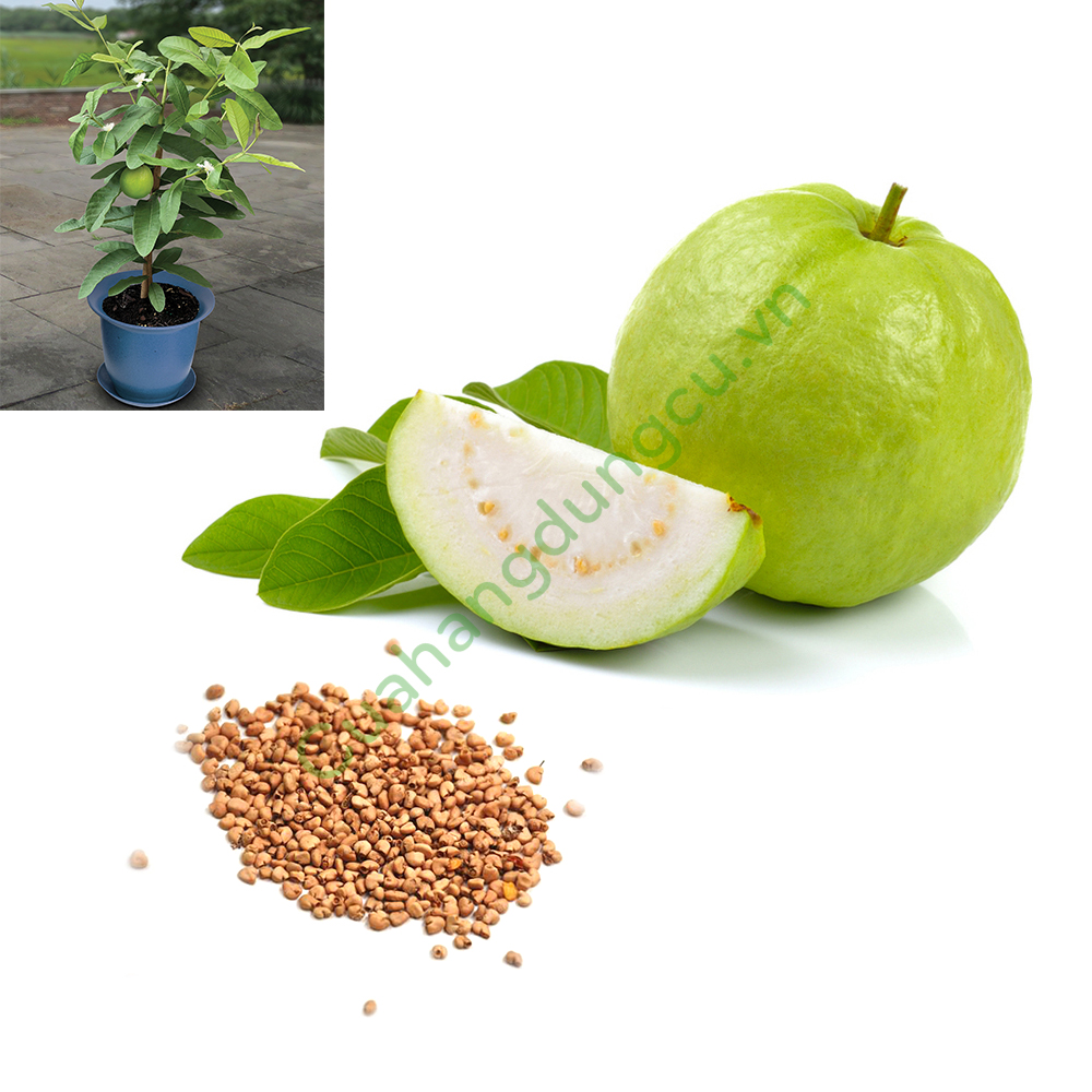 Hướng dẫn kỹ thuật trồng cây ổi bằng hạt cho quả ngon ngọt nhiều vitamin