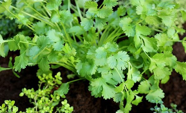 Bí kíp trồng rau mùi ngay tại phòng bếp cung cấp gia vị thơm ngon