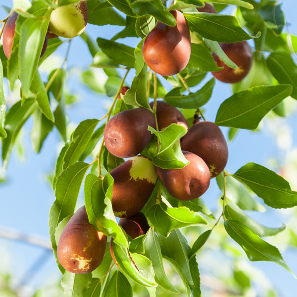 Kỹ thuật trồng cây con táo tàu cho quả ngon ngọt