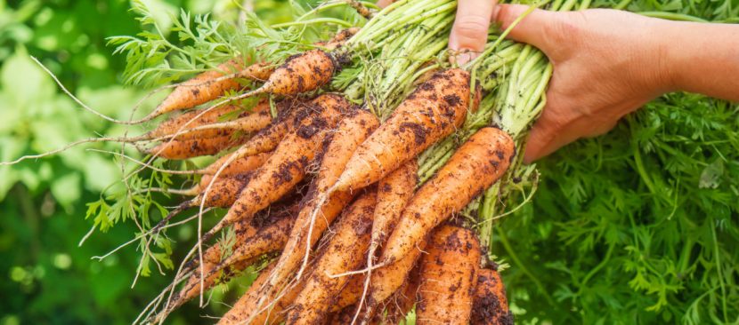 Một số mẹo trồng cà rốt kích thích phát triển tốt