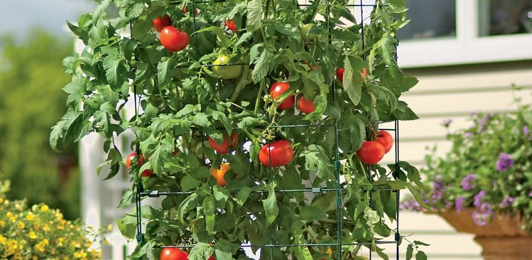 Mách bạn cách trồng cà chua bằng cây con thu hoạch liền tay