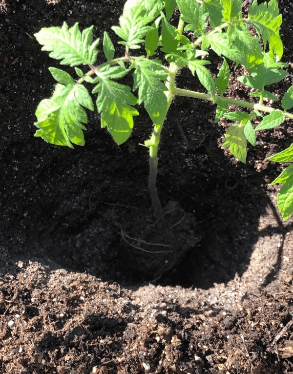 Đặt cây cà chua xuống, độ sâu khoảng 1/2 thân cây. Phần thân dưới sẽ mọc thêm rễ để cây có thể phát triển tốt hơn. 
