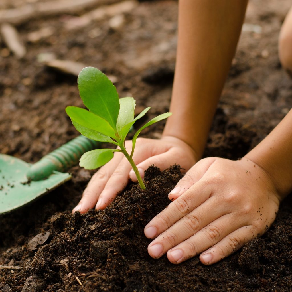 Tách bầu đất cùng cây con ra khỏi chậu cũ sau đó đặt cây con vào chậu mới, lấp đất xung quanh bầu rễ