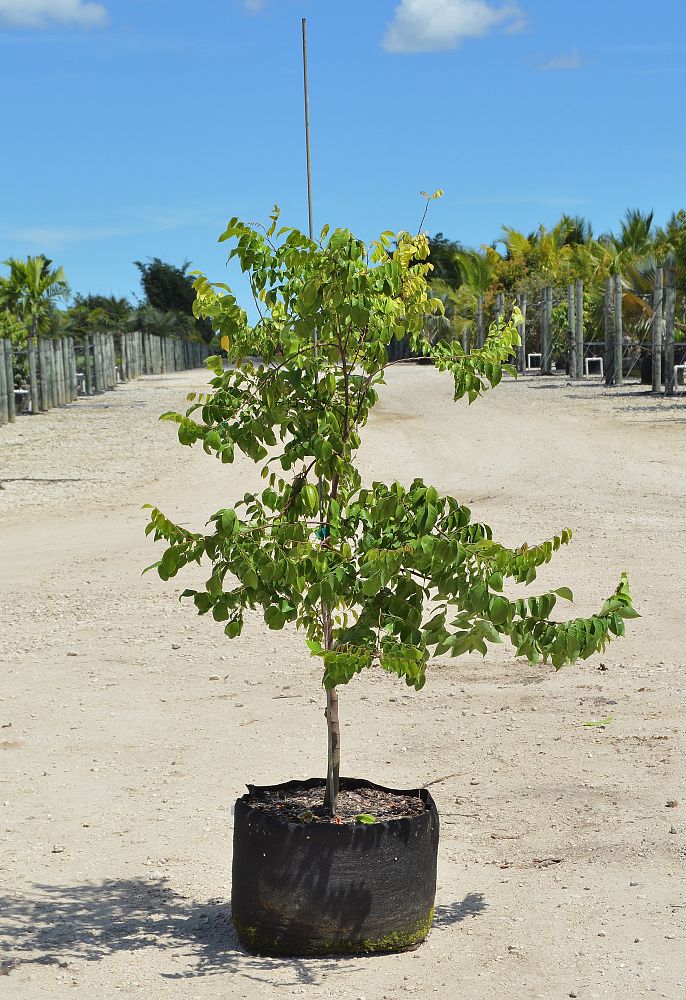 Những cây khế giống con được chọn đem trồng phải đảm bảo được đầy đủ tính trạng của cây mẹ. Cây phải cao trên 50cm và khỏe mạnh không bị sâu bệnh. 