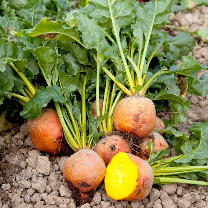 Hướng dẫn cách trồng củ cải vàng thay đổi khẩu vị