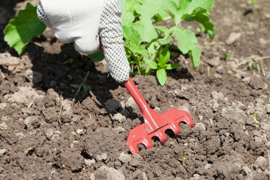 Bước 2: Làm đất và xử lý đất trồng khoai lang