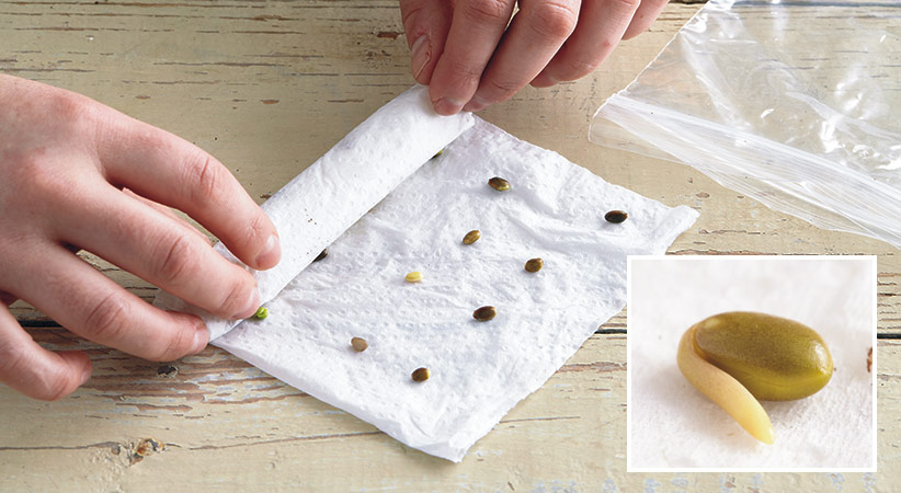 Đặt hạt lựu lên một tấm khăn giấy ẩm và cuộn lại. Cho những cuộn giấy ẩm có chứa hạt giống vào trong những túi bóng và buộc chặt lại