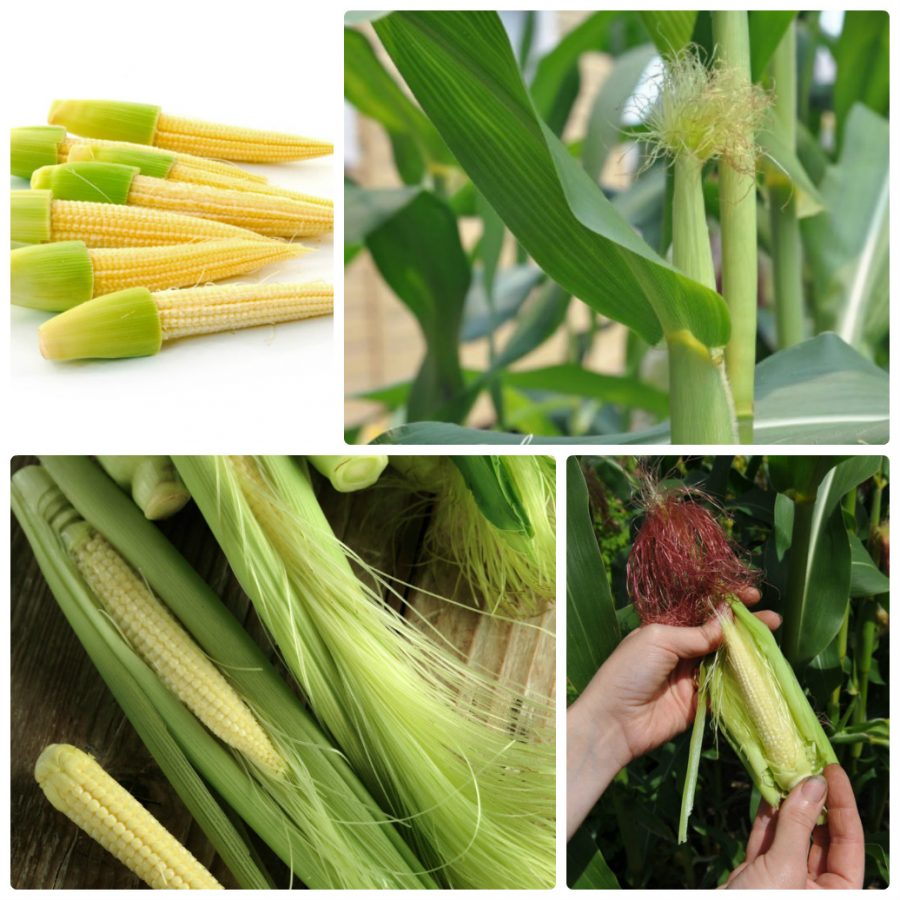 Hướng dẫn chi tiết các bước trồng ngô bao tử đơn giản tại nhà