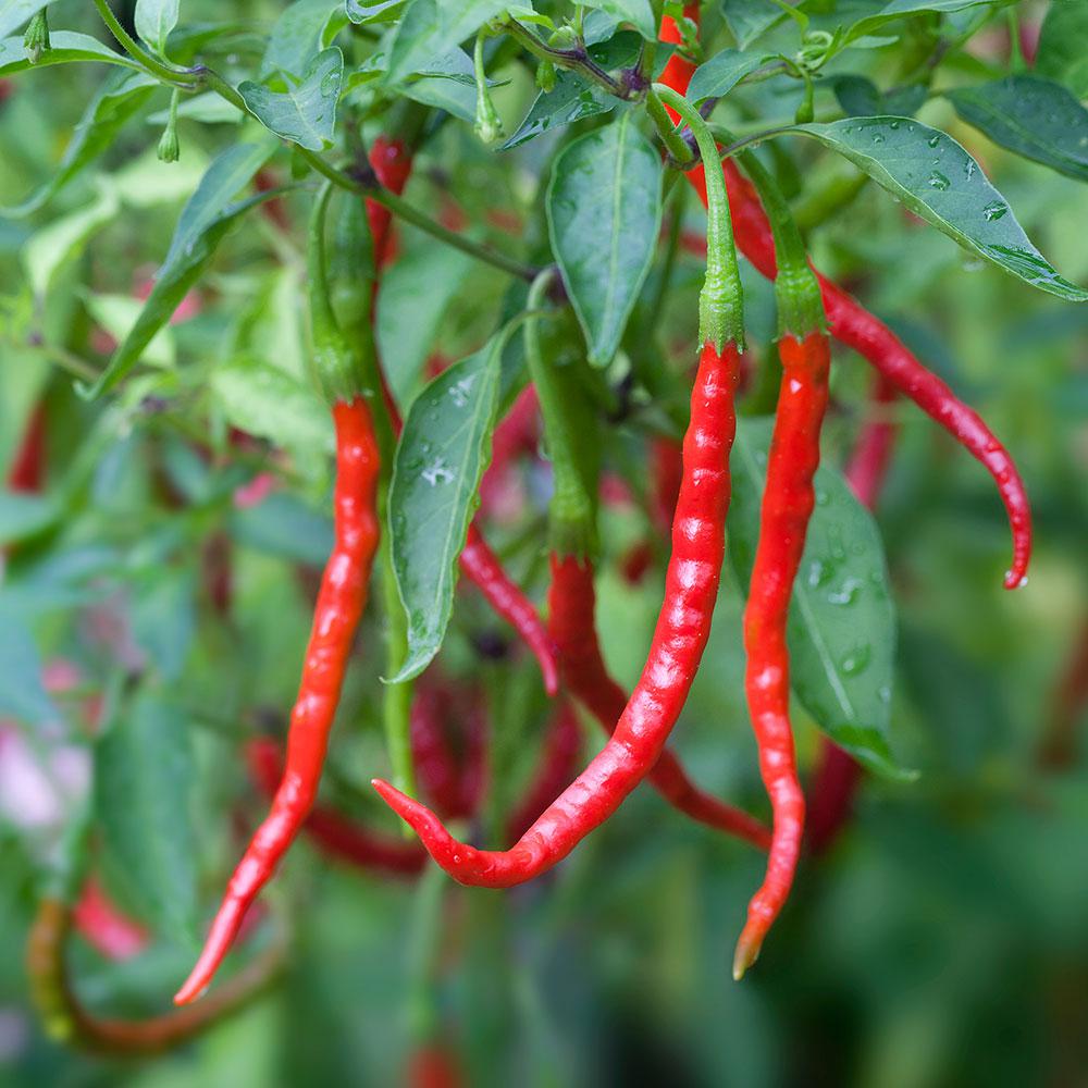 Cách trồng ớt đậu đũa giúp điều chỉnh mỡ máu