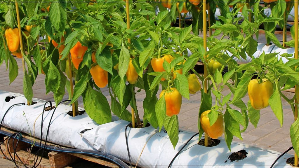 Bí kíp trồng ớt chuông vàng cung cấp vitamin chống oxy hóa