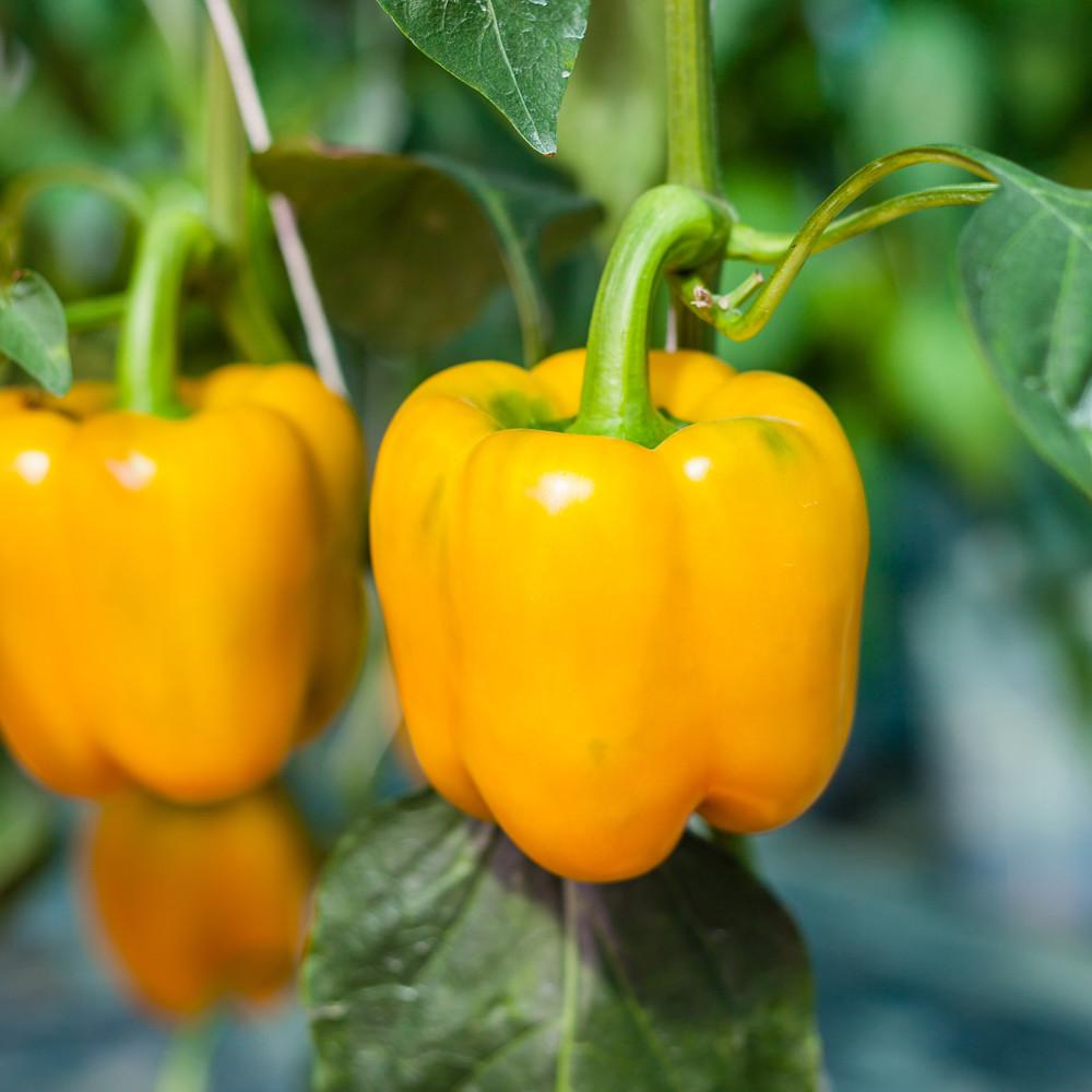 Bí kíp trồng ớt chuông vàng cung cấp vitamin chống oxy hóa