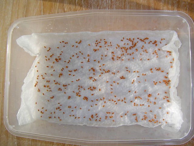 Thực hiện việc trải giấy ăn vào khay và tưới đẫm nước, có thể sử dụng bình phun sương. Sau đó tiến hành gieo hạt lên trên và tưới nước đẫm hạt. 