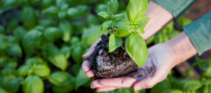 Hướng dẫn chi tiết các bước gieo hạt trồng rau húng tây ngọt