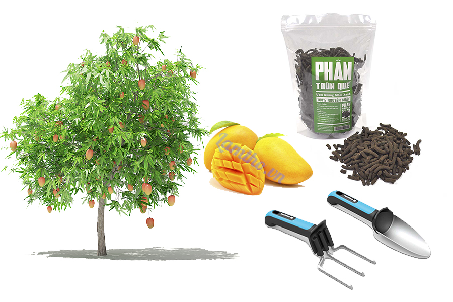 Học cách trồng cây xoài trong chậu chi tiết nhất